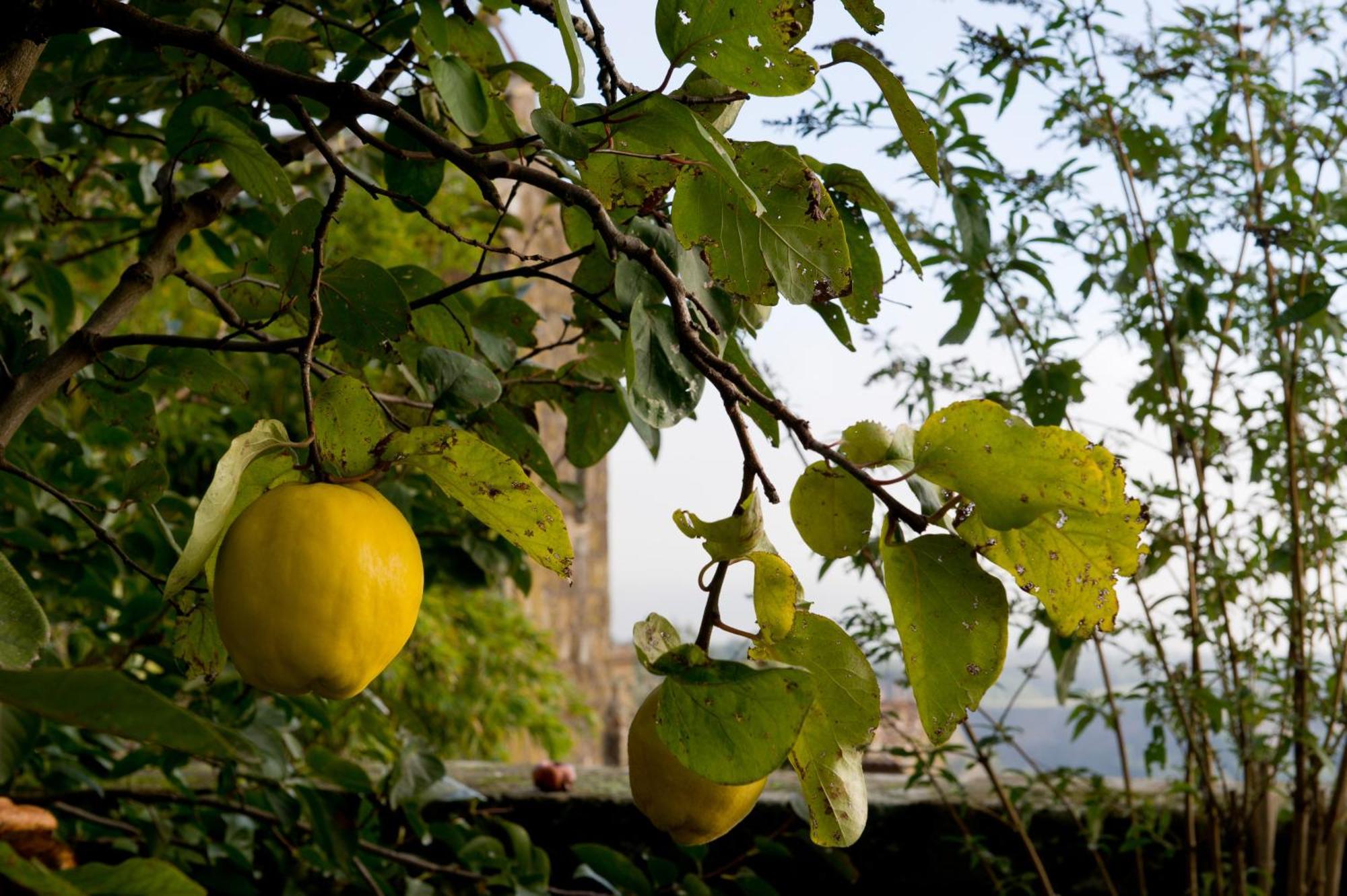 Palazzo Contino Appartement Bagnoregio Buitenkant foto